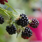 Thornless Blackberries (Rubus fruticosus) Live Plant