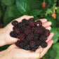Thornless Blackberries (Rubus fruticosus) Live Plant