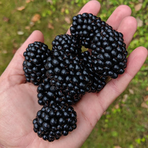 Thornless Blackberries (Rubus fruticosus) Live Plant