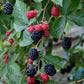 Thornless Blackberries (Rubus fruticosus) Live Plant