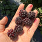 Thornless Blackberries (Rubus fruticosus) Live Plant