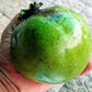 Black Sapote Fruit Plant ( Diospyros  Nigra )