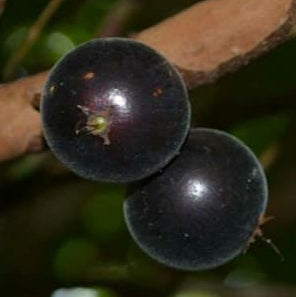 Black Velvet Jaboticaba Fruit Plant
