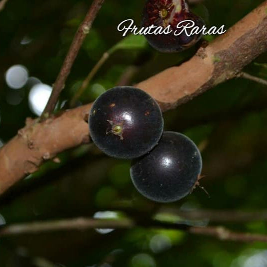 Black Velvet Jaboticaba Fruit Plant