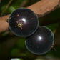 Black Velvet Jaboticaba Fruit Plant