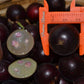 Black Velvet Jaboticaba Fruit Plant