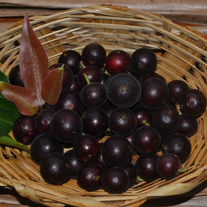 Black Velvet Jaboticaba Fruit Plant