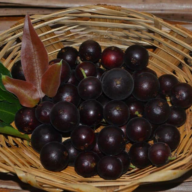 Black Velvet Jaboticaba Fruit Plant