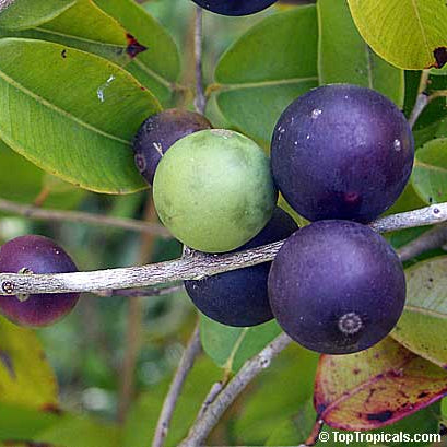 Blue Jaboticaba: A Rare Exotic Fruit Plant for Your Garden