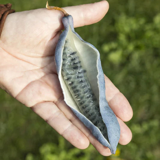Blue Sausage Fruit Live Plant (Decaisnea Fargesii)