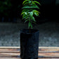 Blue Jaboticaba: A Rare Exotic Fruit Plant for Your Garden