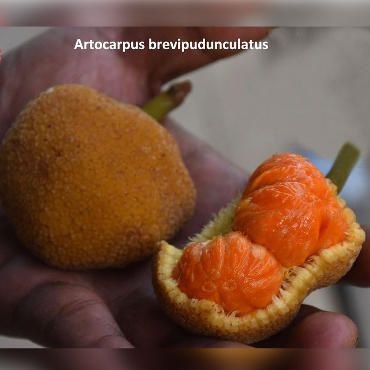 Bondon Fruit Plant (Artocarpus brevipedunculatus)