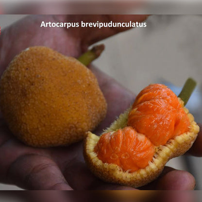 Bondon Fruit Plant (Artocarpus brevipedunculatus)