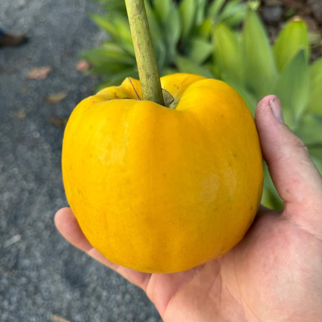 Bor-Thekera Fruit Plants (Garcinia Pedunculata)