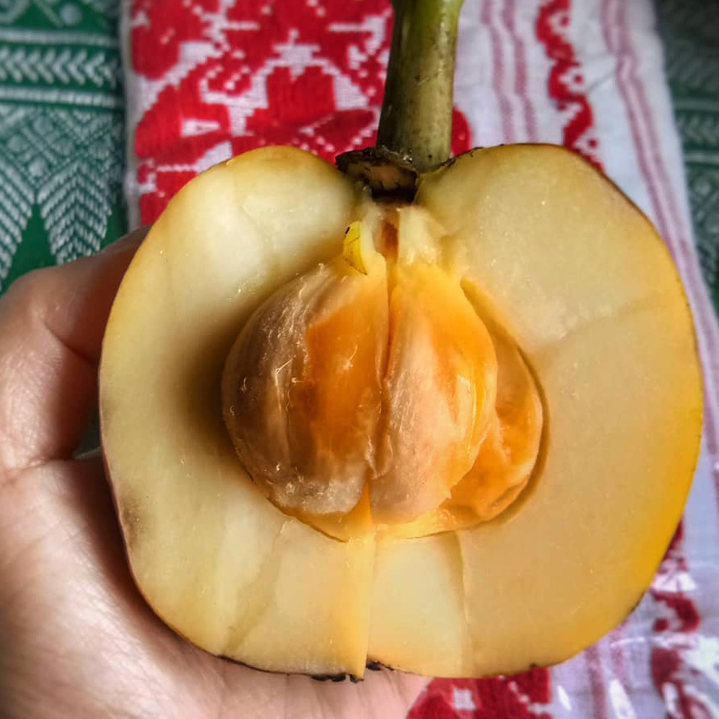 Bor-Thekera Fruit Plants (Garcinia Pedunculata)