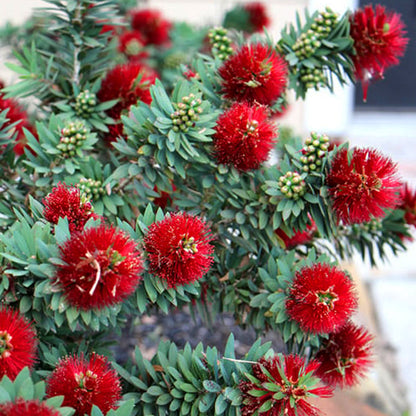 Little John Live Plant (Callistemon viminalis ) Dwarf Bottlebrush