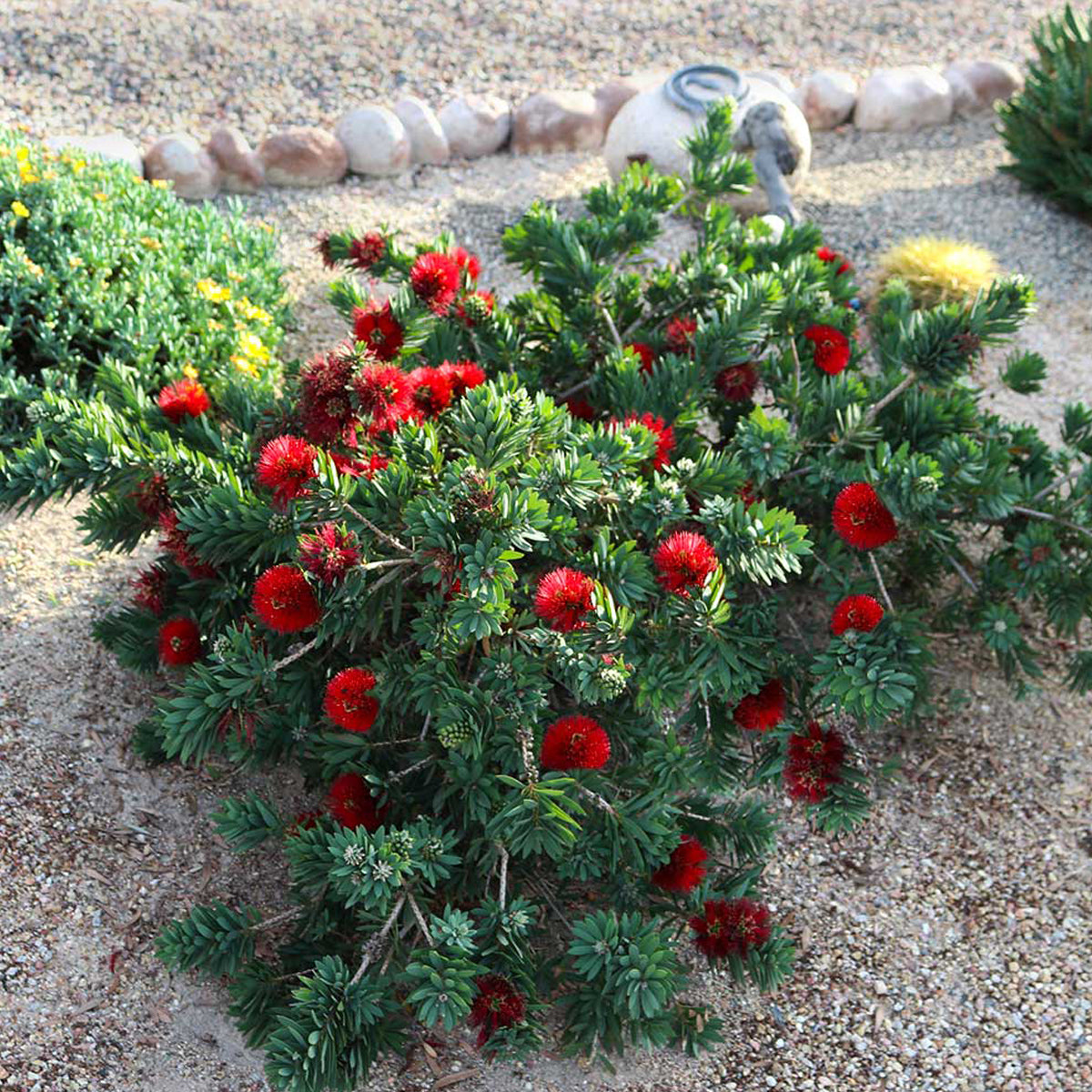 Little John Live Plant (Callistemon viminalis ) Dwarf Bottlebrush