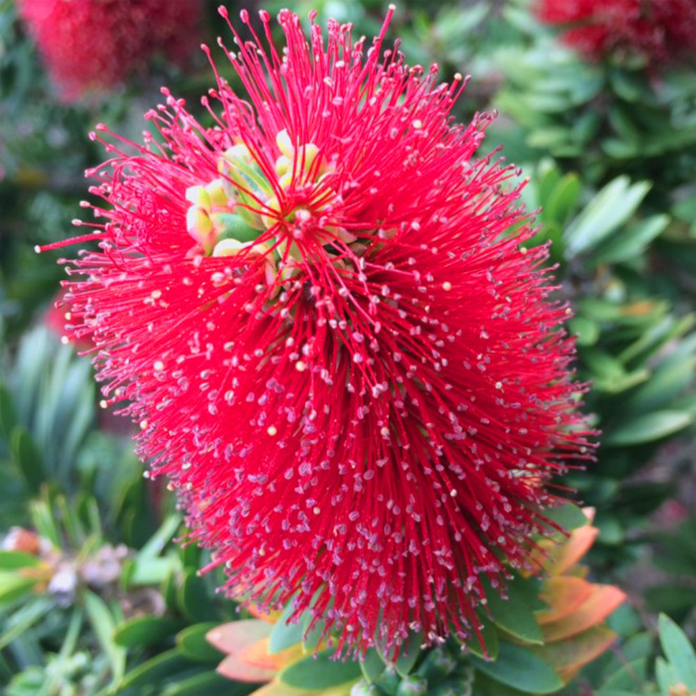 Little John Live Plant (Callistemon viminalis ) Dwarf Bottlebrush