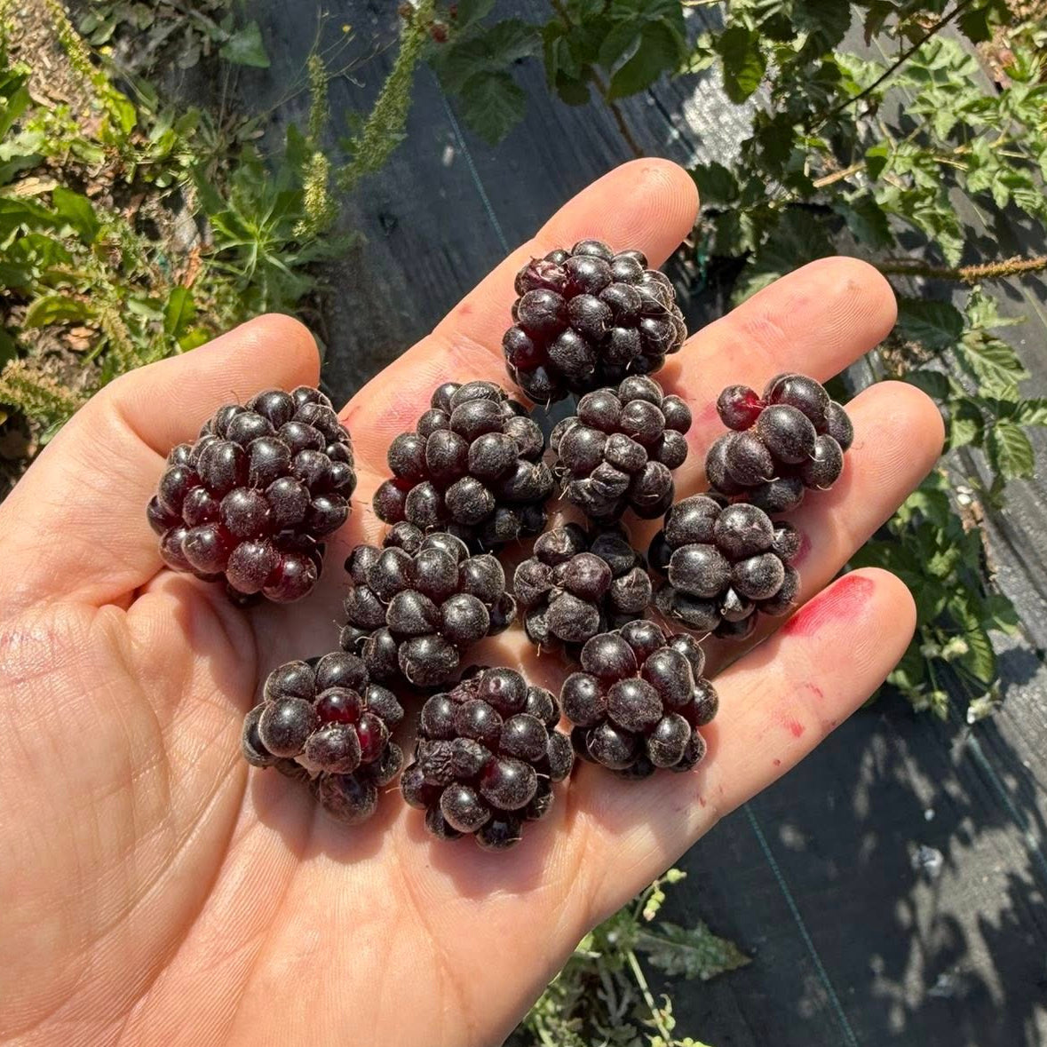 Boysenberry Live Plant ( Rubus X boysenberry)