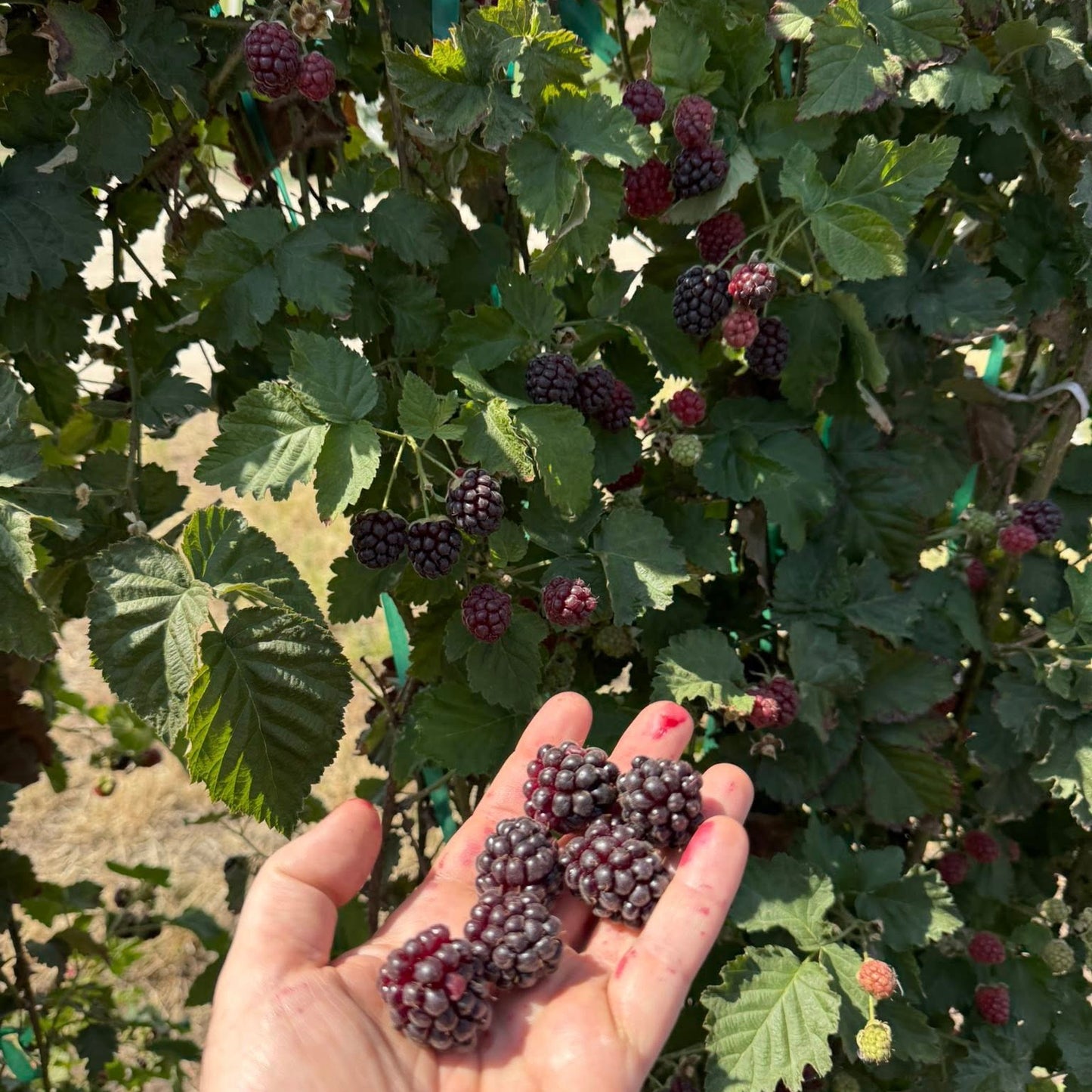 Boysenberry Live Plant ( Rubus X boysenberry)