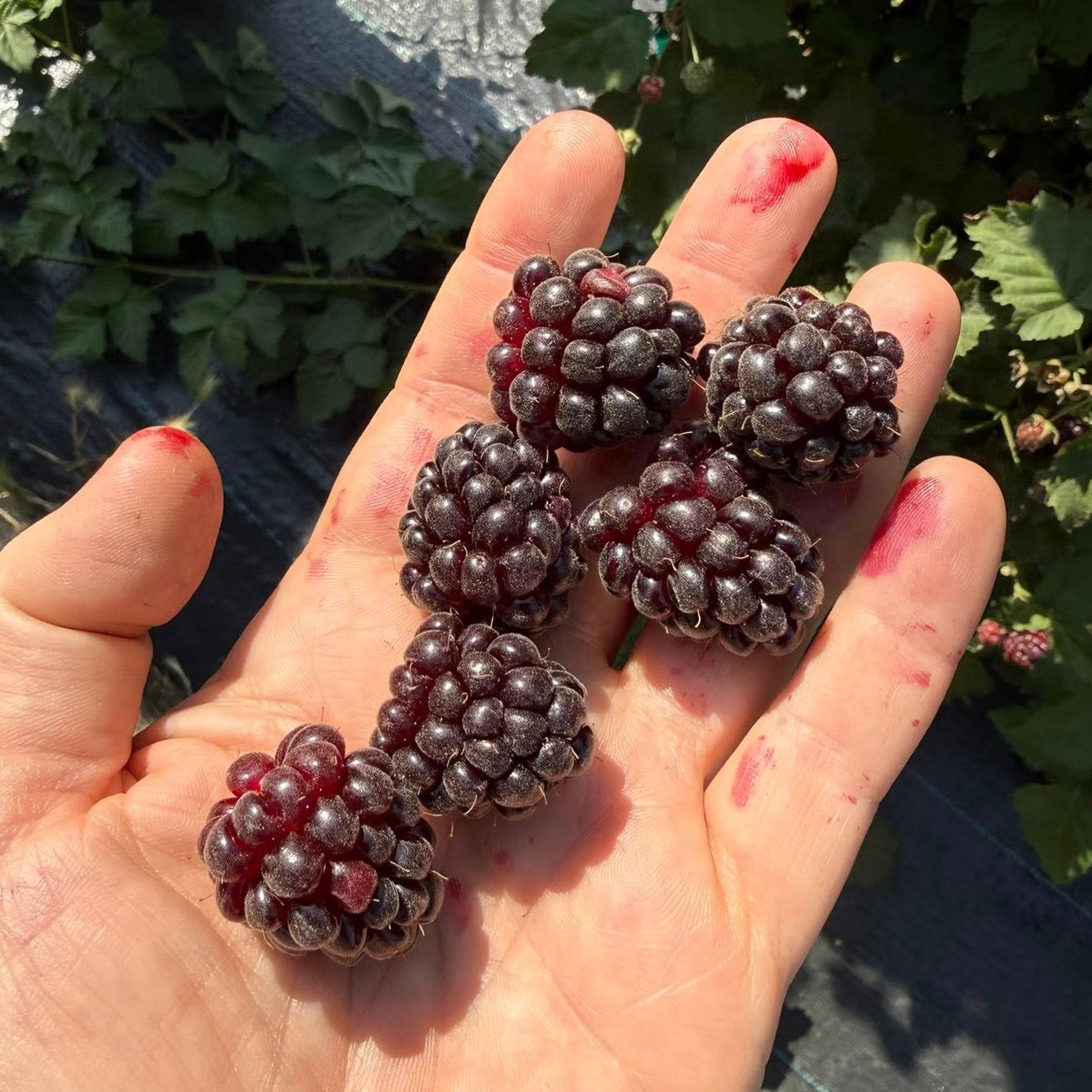 Boysenberry Live Plant ( Rubus X boysenberry)