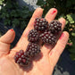 Boysenberry Live Plant ( Rubus X boysenberry)