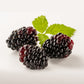 Boysenberry Live Plant ( Rubus X boysenberry)