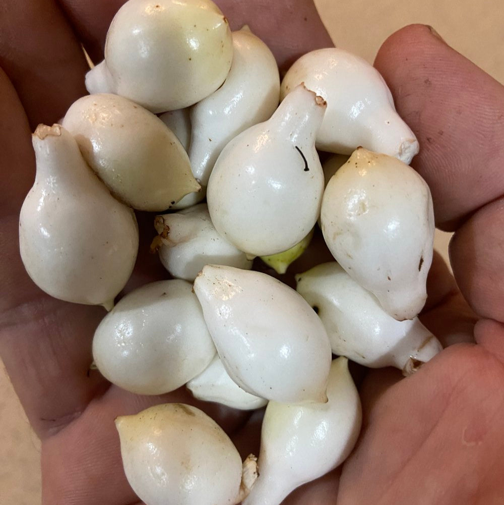 Brazilian Milk Fruit Live Plant (Cordia taguahyensis)
