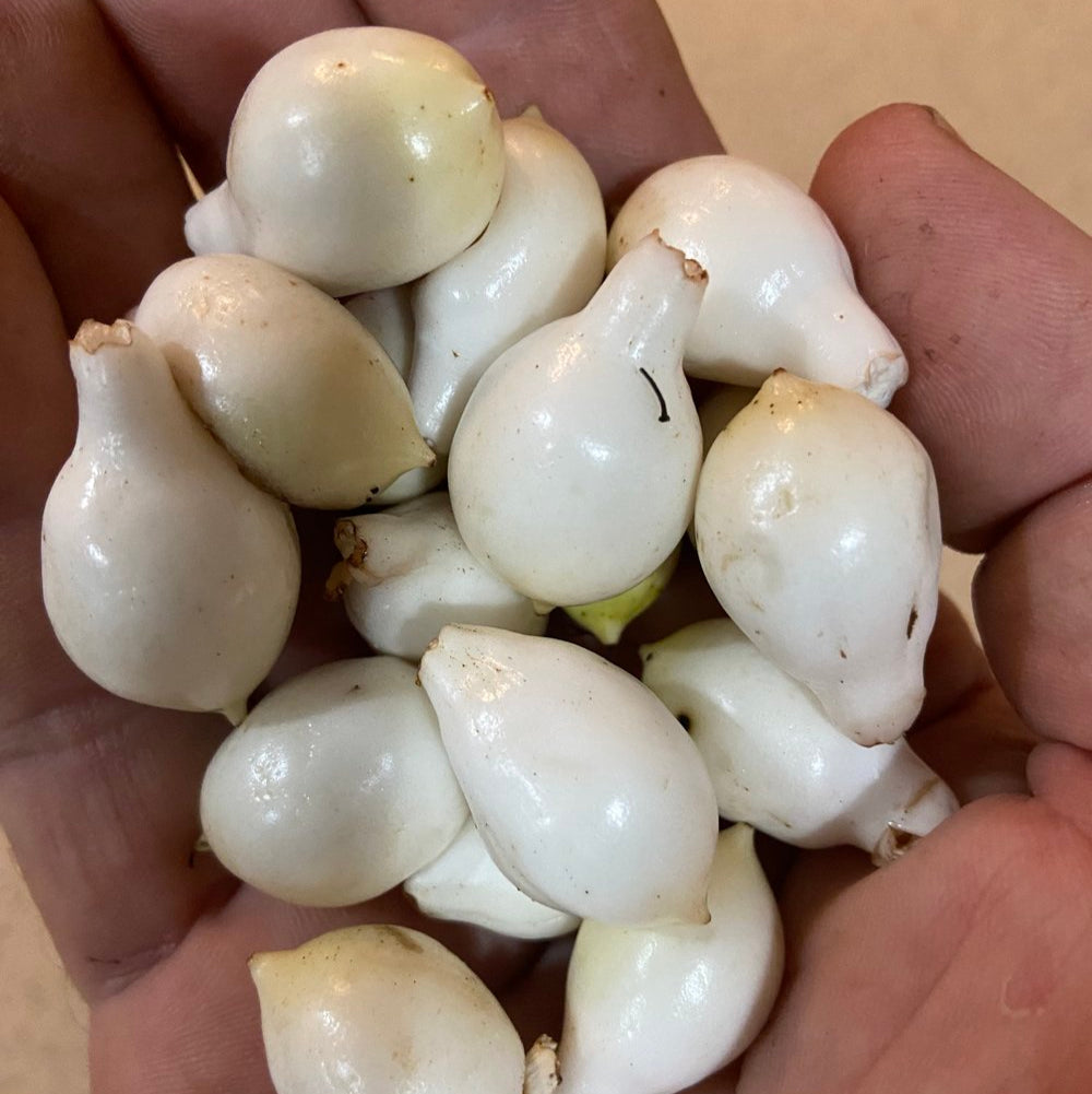 Brazilian Milk Fruit Live Plant (Cordia taguahyensis)