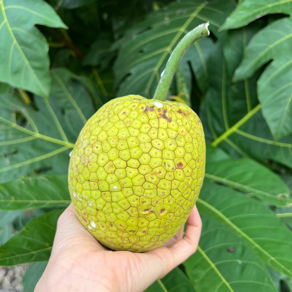 Breadfruit Plants (Artocarpus Altilis)