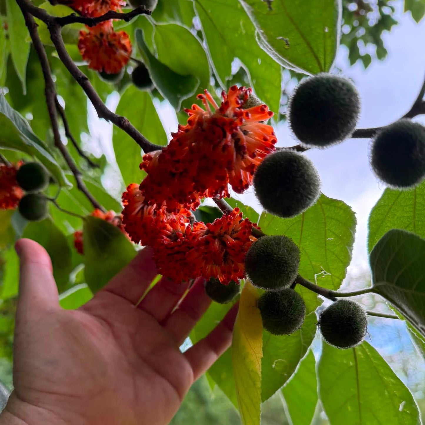 Paper mulberry Live Plant (Broussonetia Papyrifera)