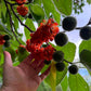 Paper mulberry Live Plant (Broussonetia Papyrifera)