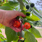 Paper mulberry Live Plant (Broussonetia Papyrifera)