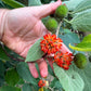 Paper mulberry Live Plant (Broussonetia Papyrifera)