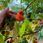 Paper mulberry Live Plant (Broussonetia Papyrifera)