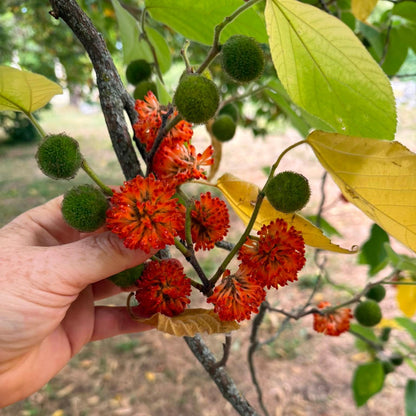 Paper mulberry Live Plant (Broussonetia Papyrifera)