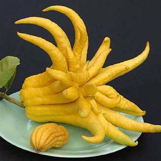 Buddha's hand Fruit Plant (Citrus medica var. sarcodactylis)