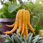 Buddha's hand Fruit Plant (Citrus medica var. sarcodactylis)