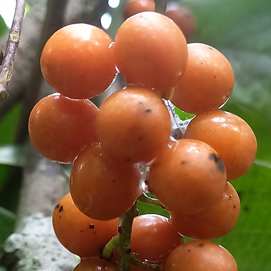 Bush Grape Fruit Plant (Odontocarya acuparata)