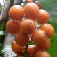Bush Grape Fruit Plant (Odontocarya acuparata)