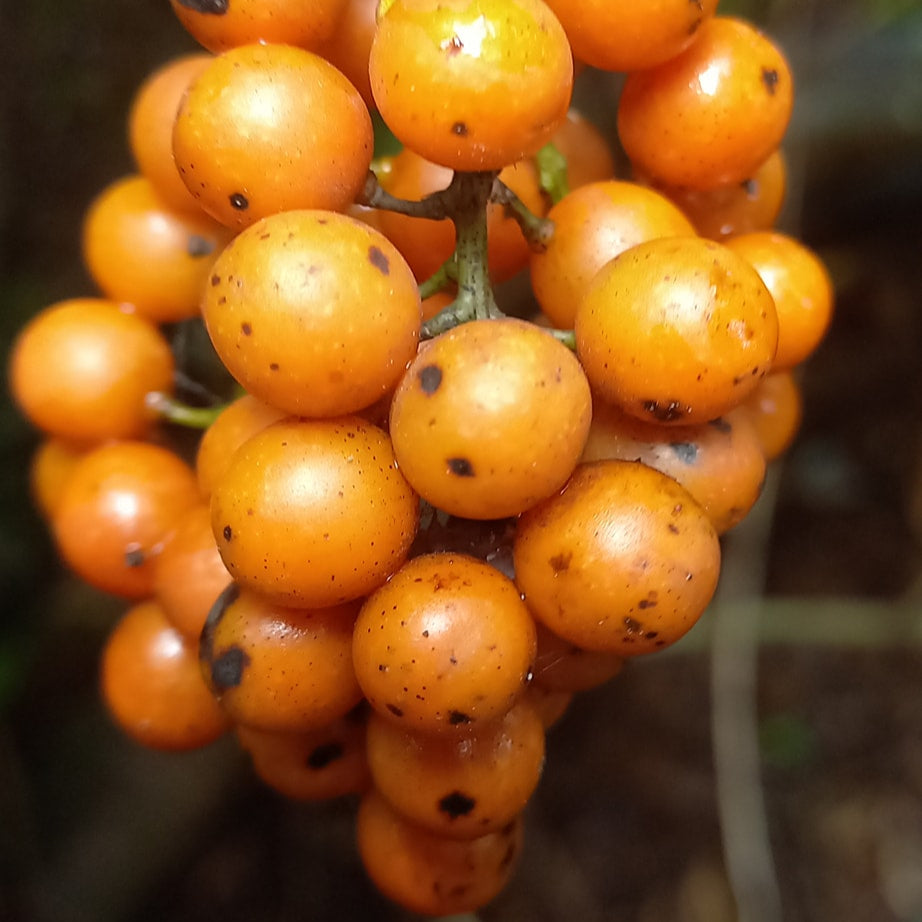Bush Grape Fruit Plant (Odontocarya acuparata)