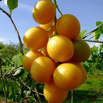 Bush Grape Fruit Plant (Odontocarya acuparata)