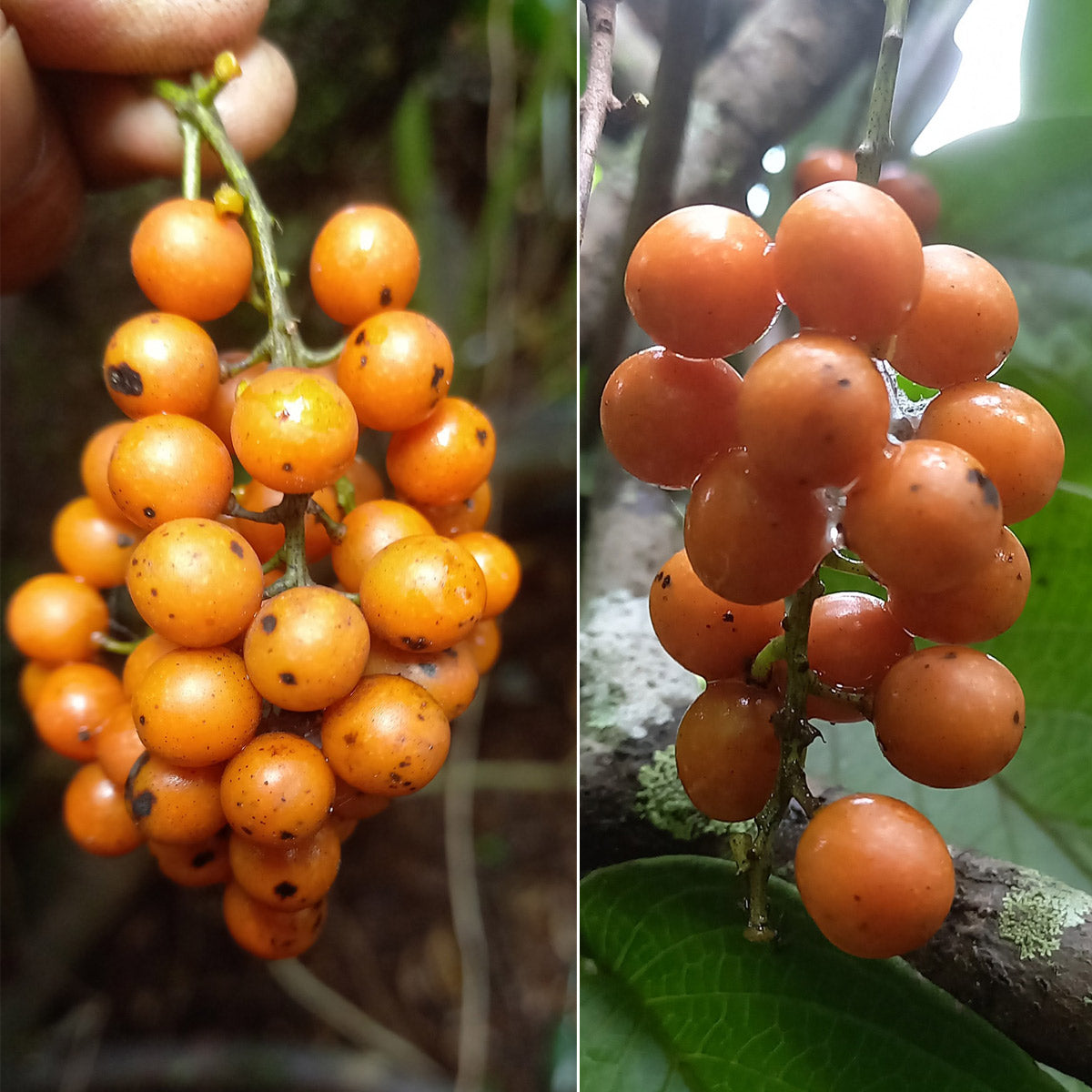 Bush Grape Fruit Plant (Odontocarya acuparata)