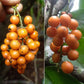 Bush Grape Fruit Plant (Odontocarya acuparata)