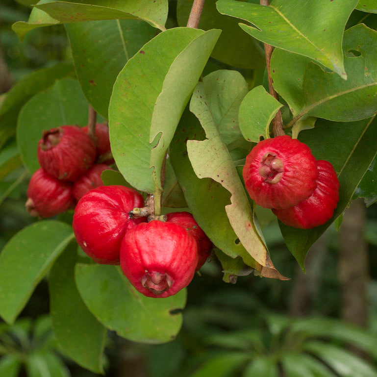 Bush Apple Live Plant (Syzygium suborbiculare)