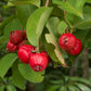 Bush Apple Live Plant (Syzygium suborbiculare)