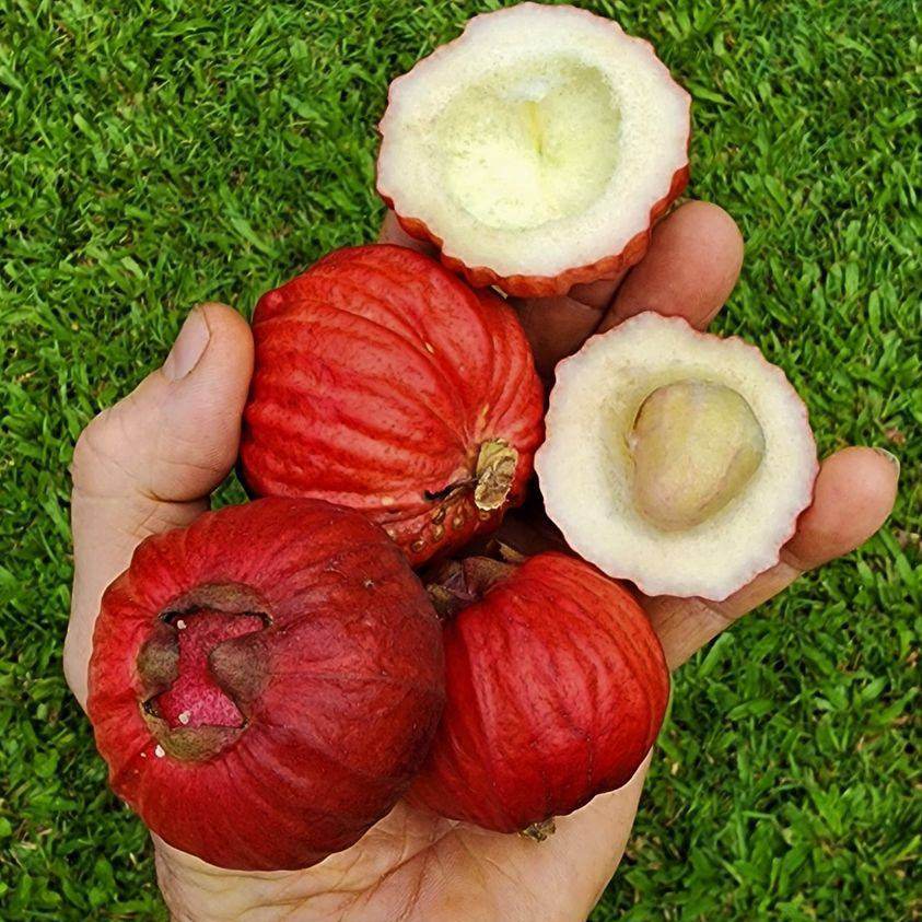 Bush Apple Live Plant (Syzygium suborbiculare)