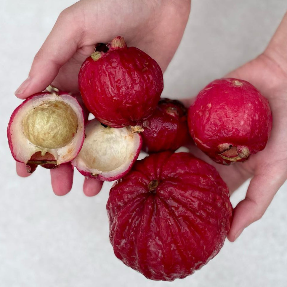 Bush Apple Live Plant (Syzygium suborbiculare)
