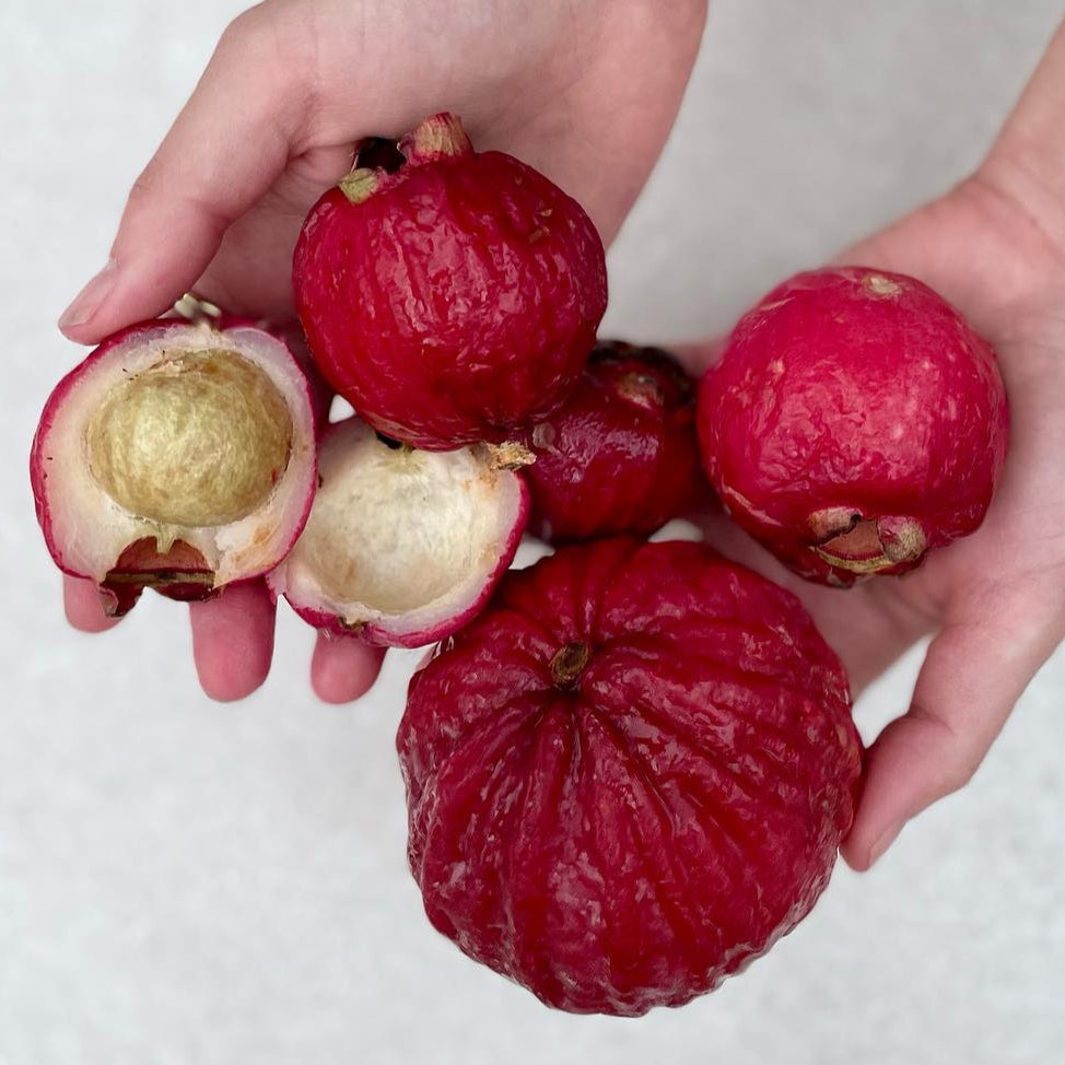 Bush Apple Live Plant (Syzygium suborbiculare)