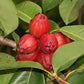 Bush Apple Live Plant (Syzygium suborbiculare)